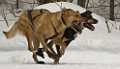 2009-03-14, Competition de traineaux a chiens au Bec-scie (132330)